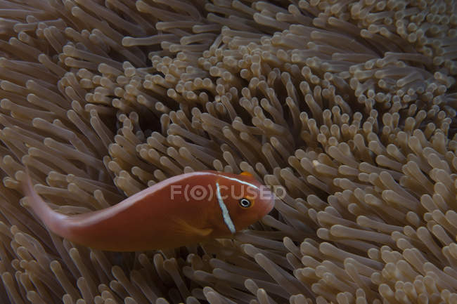 Peixes-palhaço nadando perto de anêmona hospedeira — Fotografia de Stock