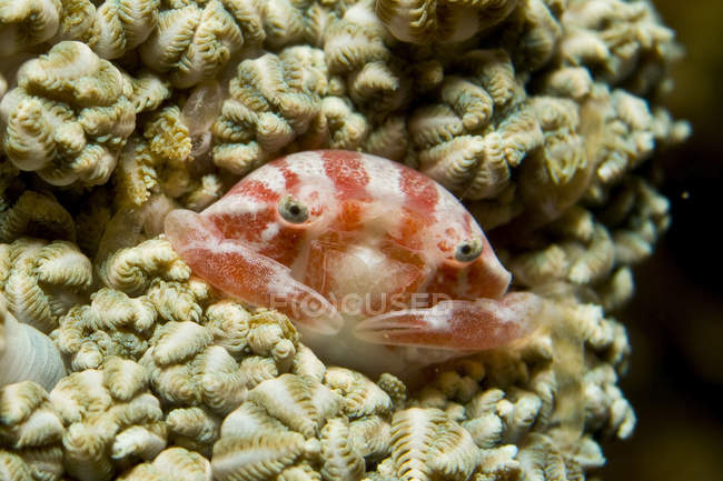 Cangrejo de frambuesa rayado rojo y blanco - foto de stock