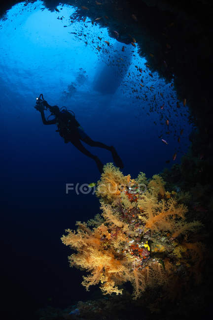 Дайвер плавает над мягкими кораллами — стоковое фото