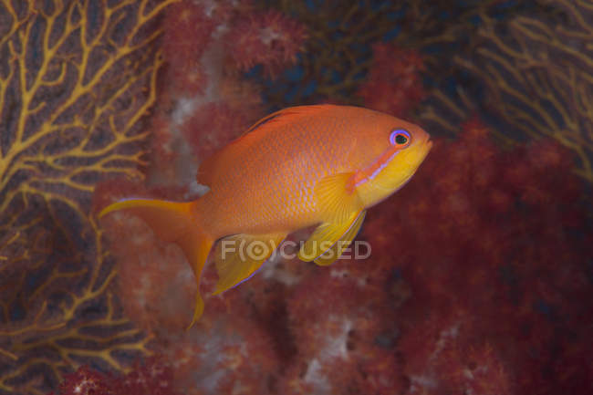Scalefin anthias fish in Beqa Lagoon — Stock Photo