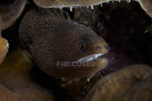 Goldentail moray — стоковое фото