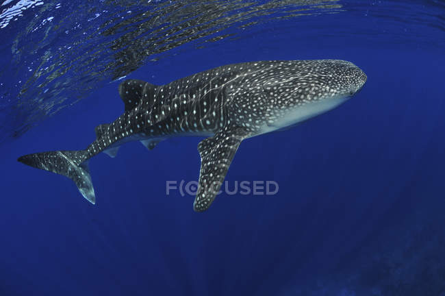 Squalo balena vicino alla superficie — Foto stock