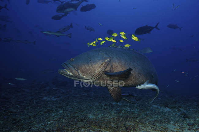 Grouper swimming with flock of golden trevally — Stock Photo