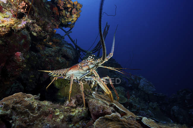 Common spiny lobster of reef — Stock Photo