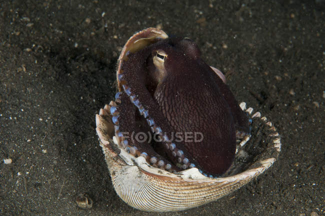 Кокосовый осьминог в раковине — стоковое фото