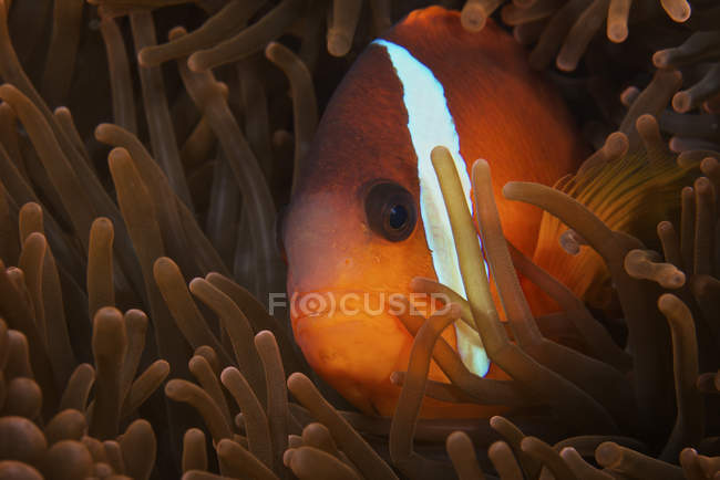 Pesce pagliaccio alla cannella nell'anemone ospite — Foto stock
