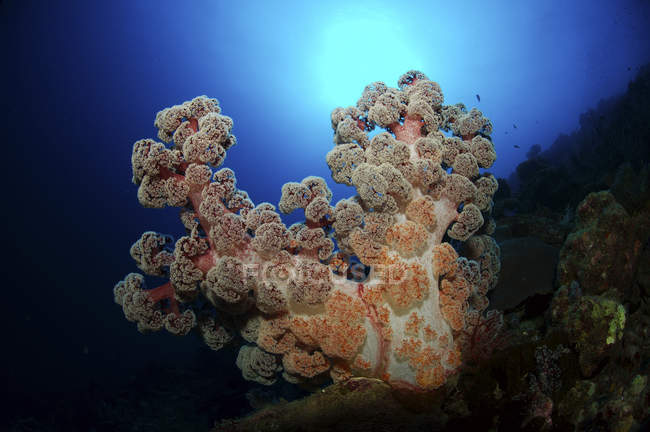 Dendronephthya coral blando - foto de stock