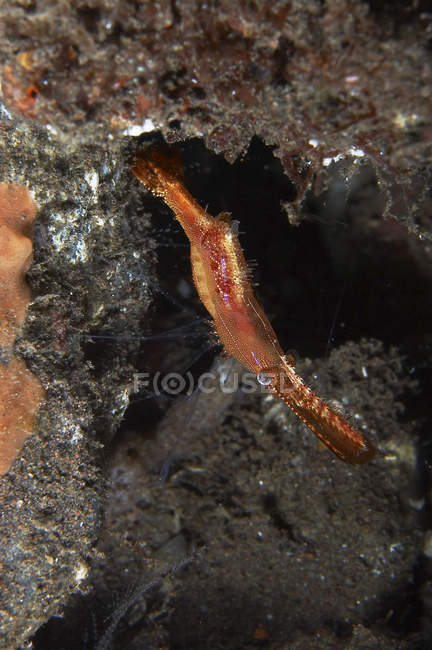 Orange donald duck shrimp — Stock Photo