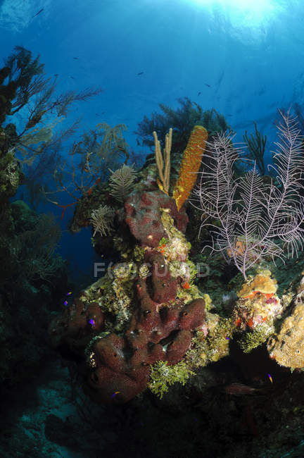 Coral and sponge reef — Stock Photo