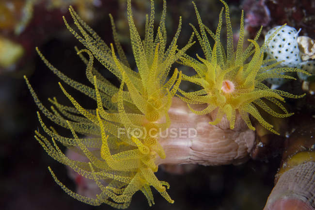 Meeresfrüchte Korallen in raja ampat — Stockfoto