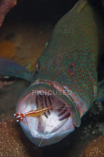 Spotted grouper with orange cleaner shrimp — Stock Photo