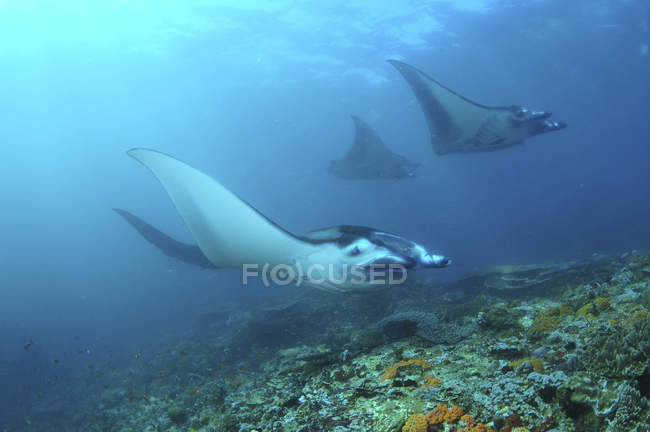 Rayos de Manta en agua azul cerca de Komodo - foto de stock