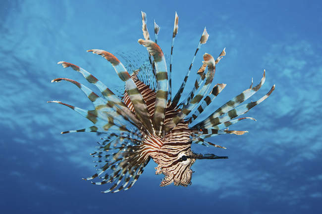 Lionfish displaying poisonous spines — Stock Photo