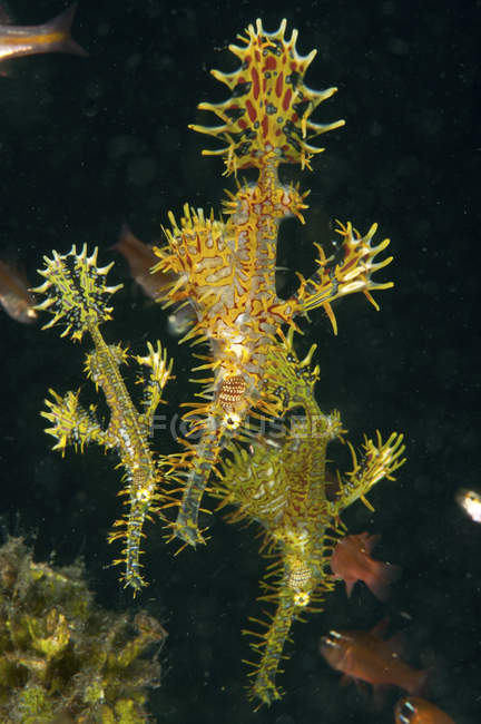Harlequin ghost pipefish — Stock Photo