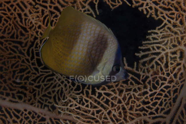 Pez mariposa Klein sobre coral - foto de stock