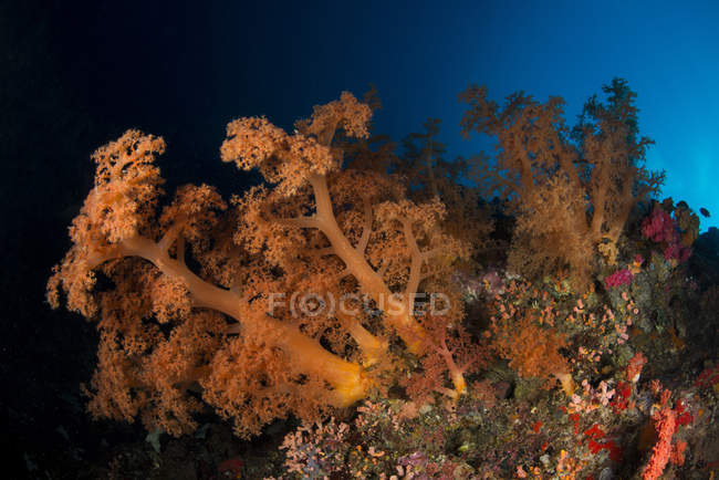 Orange dendronephthya soft coral — Stock Photo