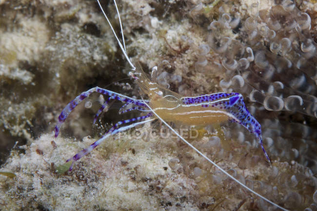 Pederson shrimp closeup shot — Stock Photo