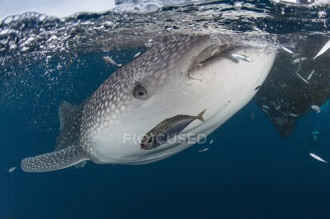 Tiburón ballena nadando cerca de redes de pesca - foto de stock