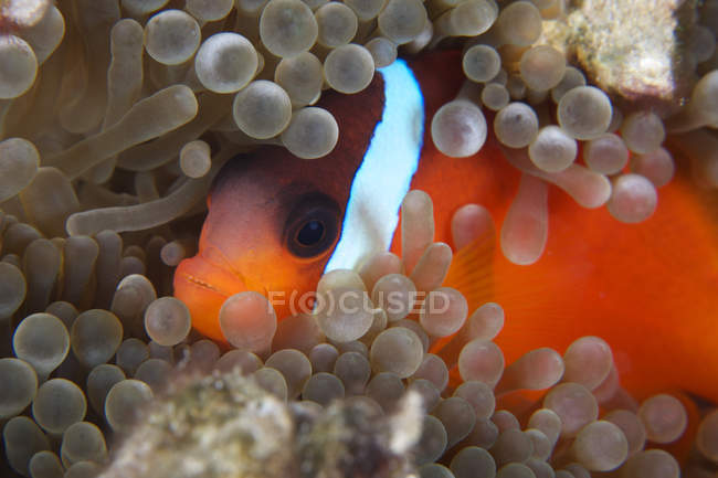 Клоун у приймаючої anemone — стокове фото