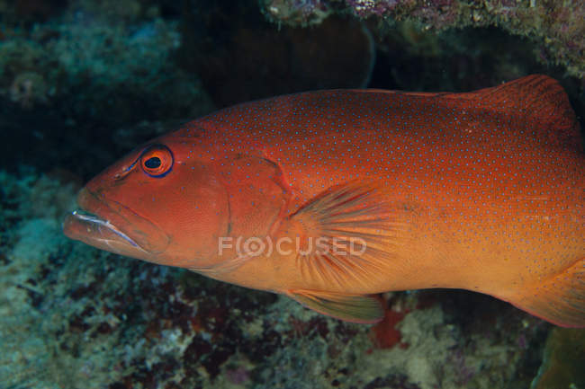 Spotted grouper in Beqa Lagoon — Stock Photo
