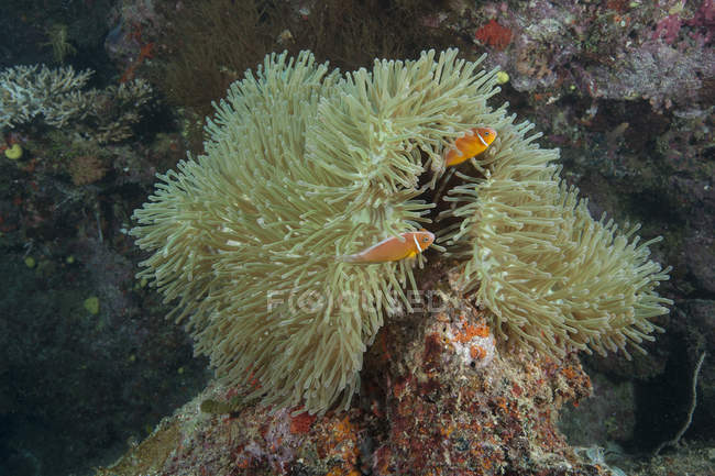 Pesce pagliaccio rosa sull'anemone ospite — Foto stock