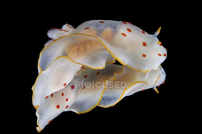 Gymnodoris ceylonica nudibranch — стокове фото