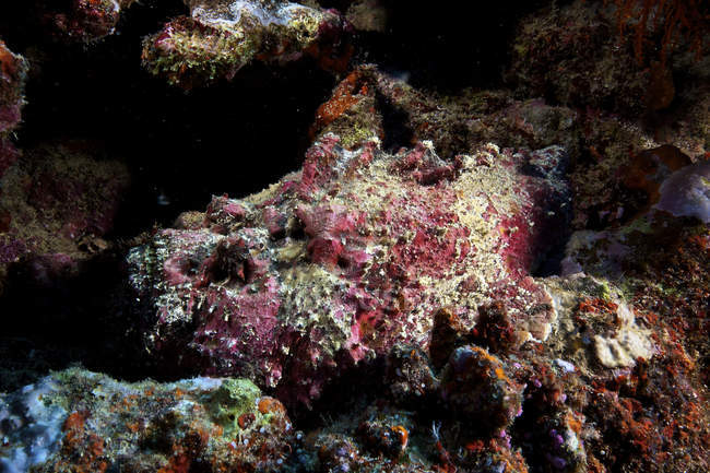 Stonefish camouflaged in reef — Stock Photo