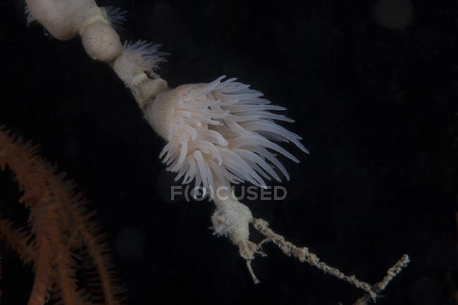 Cup coral polyps under ledge — Stock Photo