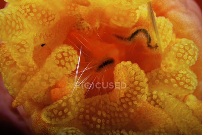 Polipo tubo con piccolo isopode — Foto stock