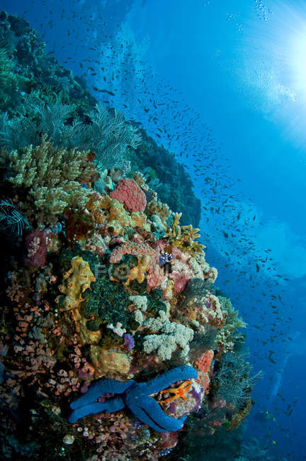 Cena de recifes com corais e peixes — Fotografia de Stock