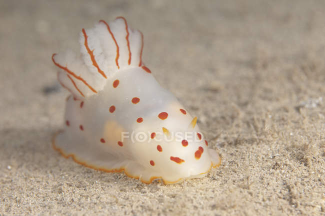 Ginnodoris ceylonica nudibranch na Lagoa de Beqa — Fotografia de Stock