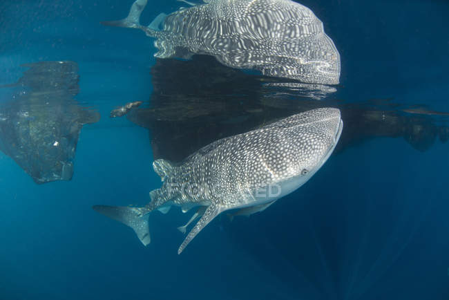 Tubarão-baleia com remorsos refletidos na água — Fotografia de Stock