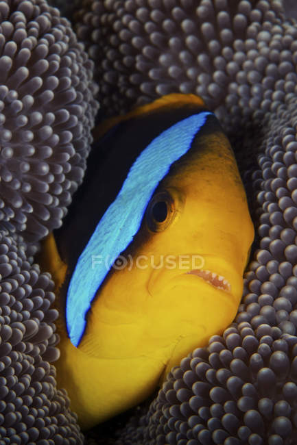 Peixe-palhaço-azul aconchegante em anenoma hospedeiro — Fotografia de Stock