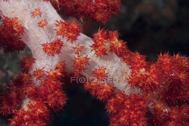 Árbol rojo coral en arrecife - foto de stock