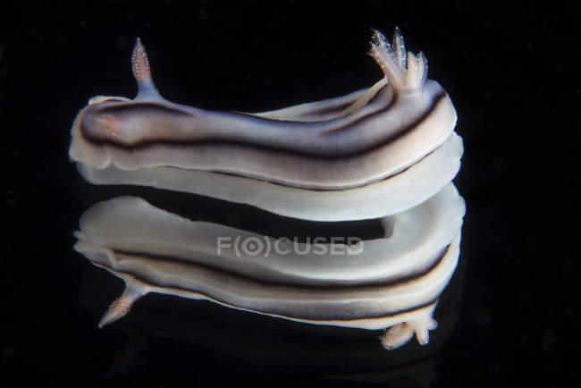 Nudibranch catturato su mirror — Foto stock