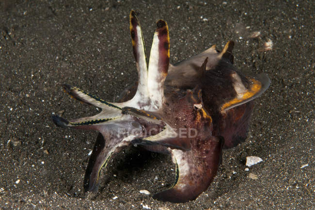 Fierce-looking flamboyant cuttlefish — Stock Photo