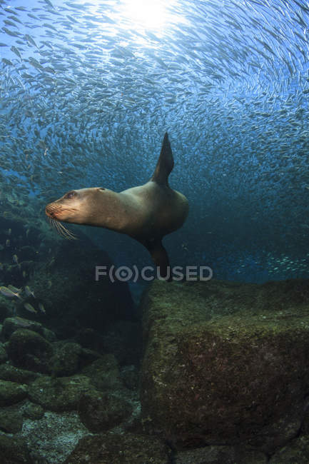 Sea lion chasing school of fish — Stock Photo