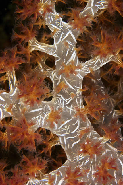 М'який корал, що розкриває спеції — стокове фото