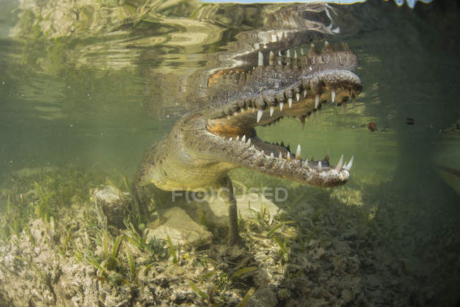 Crocodilo de água salgada americano mostrando dentes — Fotografia de Stock