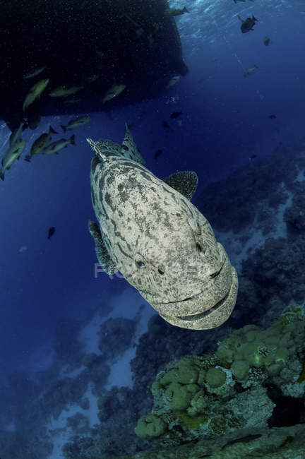 Gigante cernia nuotare sotto la nave — Foto stock