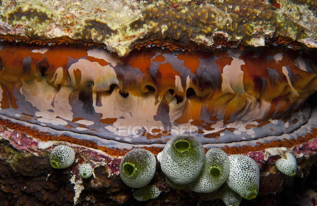 Clam with green tunicates — Stock Photo