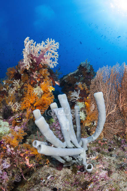 Esponjas de tubo no recife de coral — Fotografia de Stock