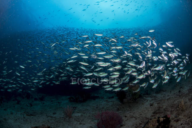 Fusilier fish over sandy bottom — Stock Photo