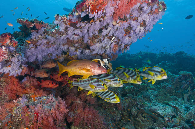 Récif coloré avec coraux et poissons — Photo de stock