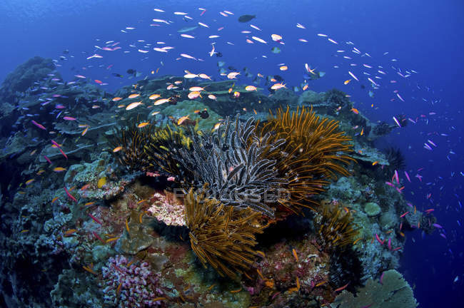 Риф сцена с рыбой и криноидами — стоковое фото