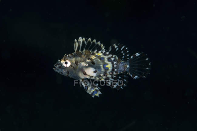 Transluscent juvenile lionfish — Stock Photo