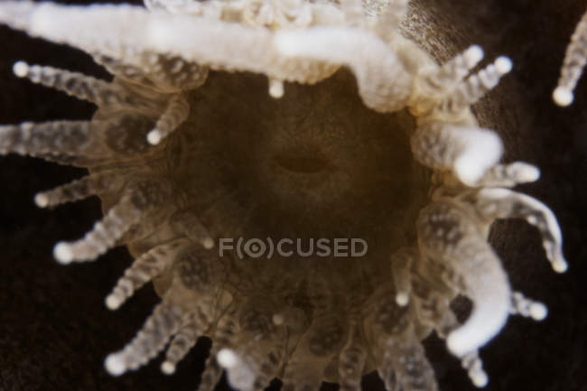 Индивидуальный коралловый полип — стоковое фото