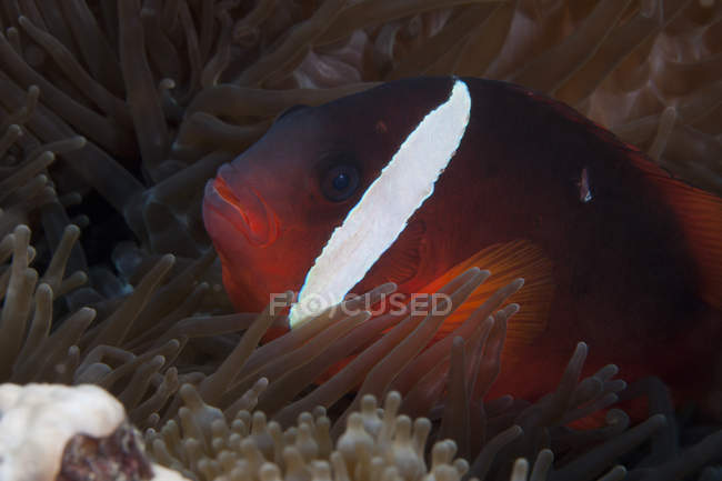 Рыба-клоун-помидор в анемоне хозяина — стоковое фото