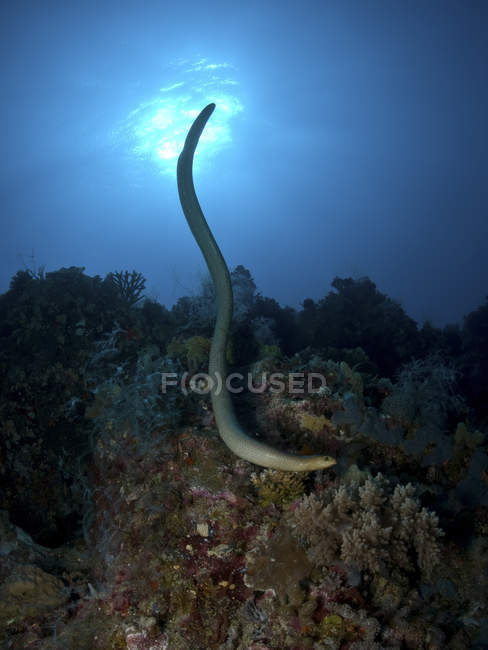 Krait serpente sulla Grande barriera corallina — Foto stock