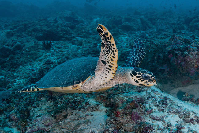 Tartaruga marina che nuota sulla barriera corallina — Foto stock